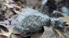 Phycomyces