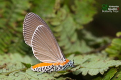 Euplocia membliaria