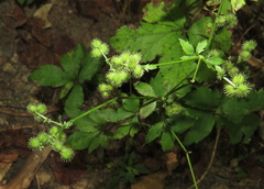 Sanicula canadensis
