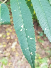 Pseudocercospora rhoina