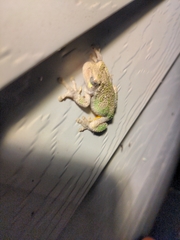 Hyla versicolor