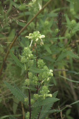 Pedicularis lanceolata