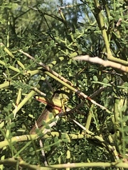 Schistocerca lineata