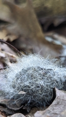 Phycomyces