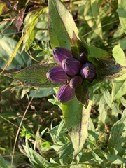 Gentiana clausa