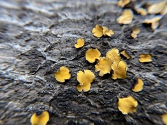Lachnellula