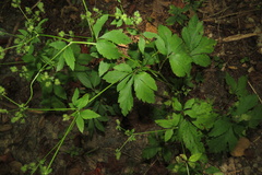 Sanicula canadensis
