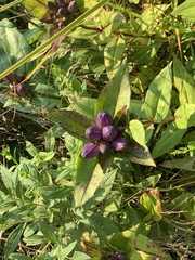 Gentiana clausa