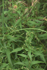 Persicaria hydropiper