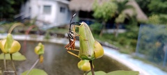 Holhymenia histrio