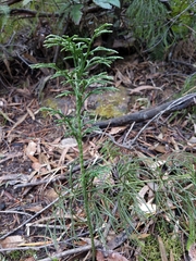 Lycopodium deuterodensum