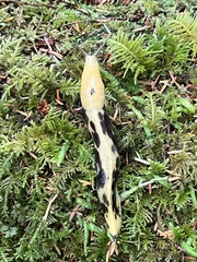 Ariolimax columbianus