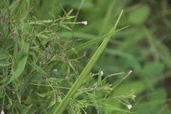 Epilobium coloratum