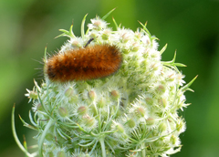 Phragmatobia fuliginosa