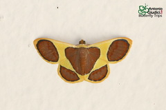 Plutodes cyclaria