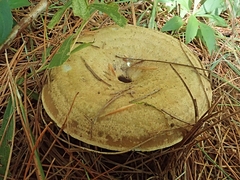 Lactarius chelidonium