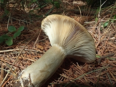 Lactarius chelidonium