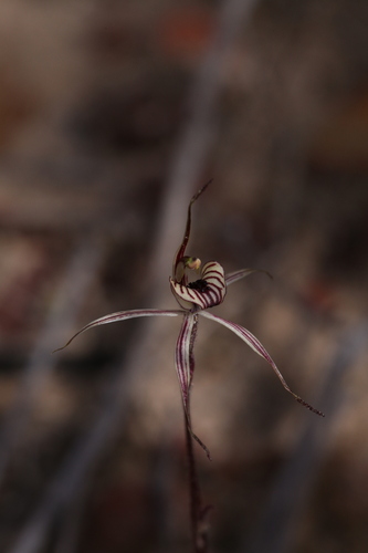 Image of Caladenia wanosa by (c) Hugo Innes, some rights reserved (CC BY)