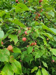 Prunus americana