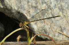 Argia apicalis