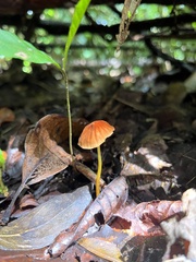 Marasmius berteroi
