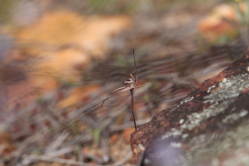 Image of Caladenia wanosa by (c) Hugo Innes, some rights reserved (CC BY)