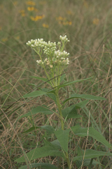 Hasteola suaveolens