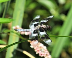 Libellula forensis