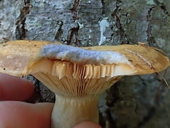Lactarius chelidonium