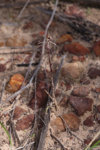 Image of Caladenia wanosa by (c) Hugo Innes, some rights reserved (CC BY)