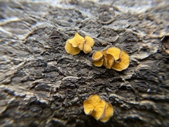 Lachnellula