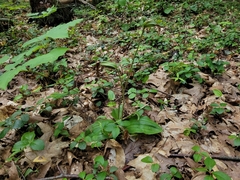 Cypripedium acaule
