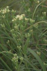 Brickellia eupatorioides