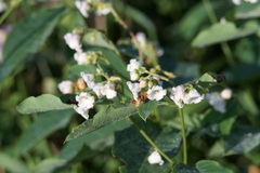 Apocynum androsaemifolium
