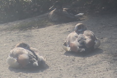 Alopochen aegyptiaca