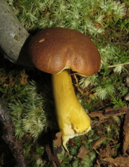 Aureoboletus roxanae