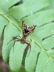 Micrathena sagittata