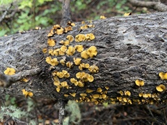 Lachnellula