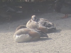 Alopochen aegyptiaca