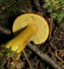 Aureoboletus roxanae