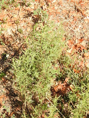 Dittrichia graveolens