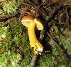 Aureoboletus roxanae