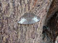 Hamadryas amphichloe