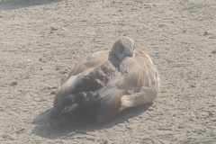 Alopochen aegyptiaca