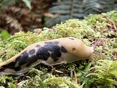 Ariolimax columbianus