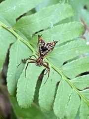 Micrathena sagittata