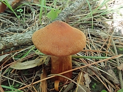 Cortinarius distans