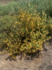 Diplacus aurantiacus