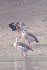 Alopochen aegyptiaca