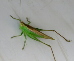 Conocephalus fasciatus